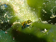 Stiliger aureomarginatus