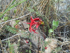 Sprekelia formosissima