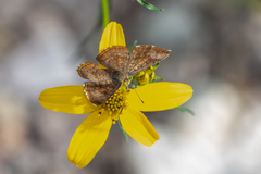 Calephelis arizonensis