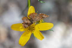 Calephelis arizonensis