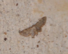 Idaea pervertipennis
