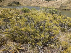 Veronica armstrongii