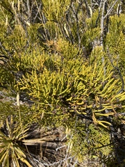 Veronica armstrongii