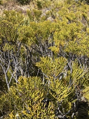 Veronica armstrongii