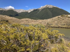 Veronica armstrongii