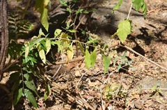Buddleja sessiliflora