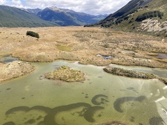 Veronica armstrongii