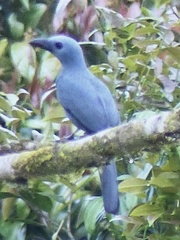 Coracina caeruleogrisea