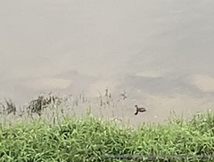 Tachybaptus ruficollis