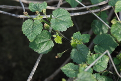 Sida cordata