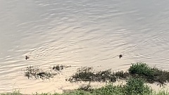 Tachybaptus ruficollis