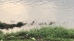 Tachybaptus ruficollis