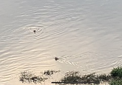 Tachybaptus ruficollis