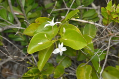 Jasminum simplicifolium