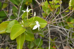 Jasminum simplicifolium