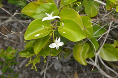 Jasminum simplicifolium