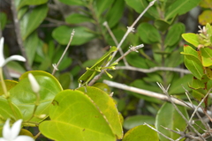 Jasminum simplicifolium