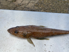 Deep-Sea Flathead photo 2