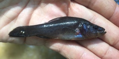 Aphredoderus sayanus