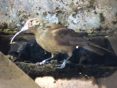 Melilestes megarhynchus