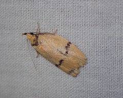 Heteroteucha anthodora