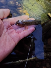 Tridentiger bifasciatus