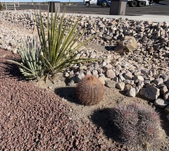 Homalocephala polycephala