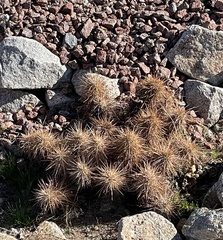 Homalocephala polycephala