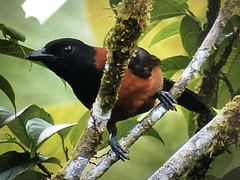 Pitohui dichrous