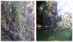 Pseudobombax ellipticum