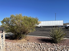 Homalocephala polycephala