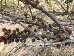 Allocasuarina mackliniana