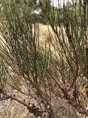 Allocasuarina mackliniana