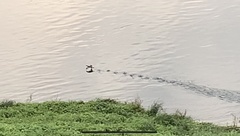 Tachybaptus ruficollis