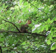 Sciurus niger