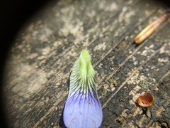 Viola septentrionalis