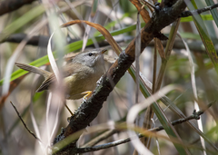 Horornis acanthizoides