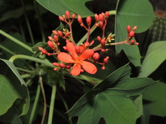 Jatropha humboldtiana