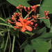Jatropha humboldtiana - Photo (c) Manuel Roncal, some rights reserved (CC BY-NC), uploaded by Manuel Roncal
