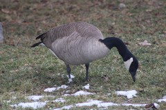 Branta canadensis moffitti