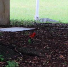 Cardinalis cardinalis