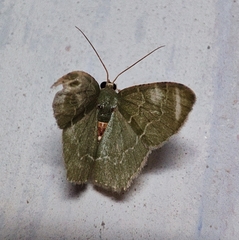 Hemithea aestivaria
