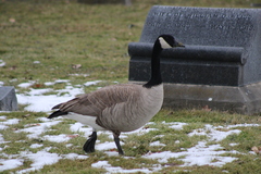 Branta canadensis moffitti