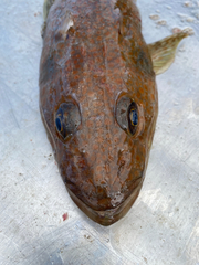 Deep-Sea Flathead photo 4