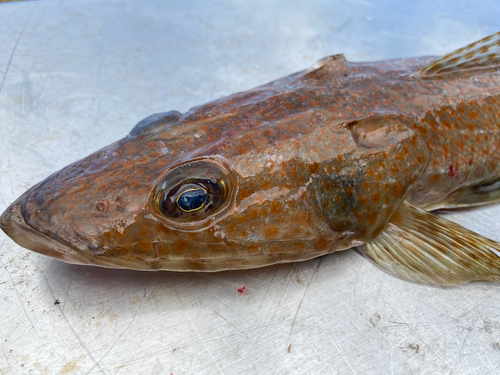 Deep sea flathead (Platycephalus richardsoni) — Platycephalidae — 3