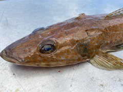 Deep-Sea Flathead photo 3
