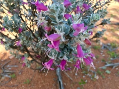 Eremophila forrestii