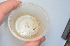 Tripteroides caledonicus