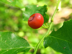 Vaccinium coccineum