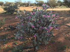 Eremophila forrestii